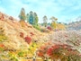 紅葉と桜が一緒に見頃！川見四季桜の里