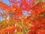 昼間の曽木公園の紅葉