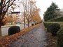 街路樹のトチノキが色づき、散り始めている