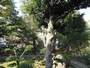 庭園＠香林寺