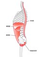 姿勢筋と骨盤的筋群