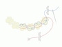 キレイな弓型になるよう心がけて