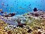バア環礁の海の中はこの美しさ！ 写真提供：アミラフシダイビングセンター
