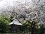 長谷寺のサクラ