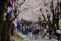赤城の千本桜