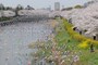 鶴生田川の桜