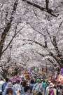 赤城の桜並木道