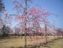 新丸広場＠金沢城公園