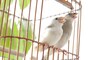 小鳥を会社から見たり鳴き声を聞くこともできる。