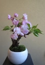 桜のミニ盆栽