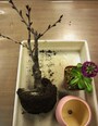 苗木類