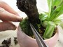 苔はり