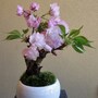 花物の盆栽の代表格