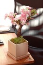 桜のミニ盆栽