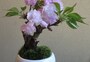 桜のミニ盆栽