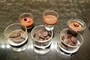 チョコレートの種類がそれぞれ違います