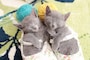 猫の幸せそうな顔