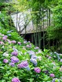 あじさい路のアジサイ