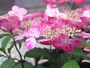 ヤマアジサイの花