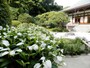 夏に白い葉をつけるハンゲショウ