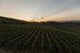 朝夕の寒暖差がおいしいブドウを生み出す