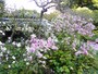 東慶寺のシュウメイギク