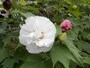 白い花が次第に赤くなるスイフヨウ