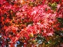 紅葉＠兼六園