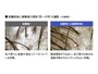 12週間で頭皮環境に改善が見られたという(シャープホームページより）