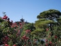 ツバキの花びらが舞う、尾崎紅葉の登場シーンは三溪園（2016年12月8日撮影）