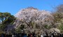 六義園のしだれ桜（1）／2023年・見頃