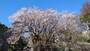 六義園のしだれ桜（2）／2023年・見頃