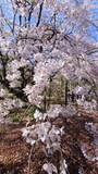 六義園のしだれ桜（3）／2023年・見頃