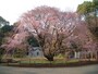 六義園のしだれ桜（4）／2011年・二分咲き