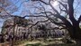 六義園のしだれ桜（6）／2023年・見頃