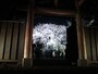 六義園のしだれ桜（13）／2015年・ライトアップ・満開