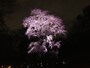 六義園のしだれ桜（14）／2019年・ライトアップ・吟花亭のしだれ桜