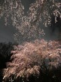 六義園のしだれ桜（16）／2019年・ライトアップ・竹林近くのしだれ桜とメインのしだれ桜のコラボレーション