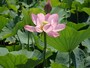 永い眠りから目を覚ました古代蓮