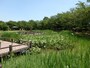 古代蓮の里の水生植物園