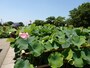 42種類の花蓮を見ることができる世界の蓮園