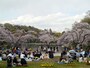 お花見（ソメイヨシノ）の時期はたいへんなにぎわい（2014年4月5日撮影）
