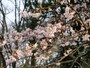 3月中旬に楽しめる「大寒桜」（2017年3月11日撮影）