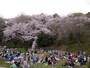 たいへん広い公園なのでシートを広げる場所はたくさん！（2014年4月5日撮影）