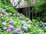 長谷寺のあじさい路