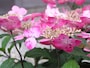 ヤマアジサイの花