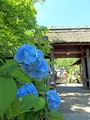 東慶寺の茅葺きの門前に咲くアジサイ