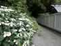 ヤマアジサイ咲く鎌倉宮