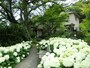 浄妙寺に咲く純白のアナベル
