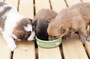 病気にさせない為に散歩は食前に！